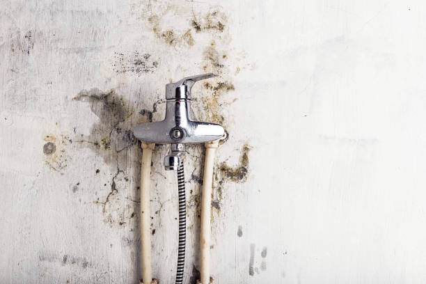 Trusted Grapevine, TX Mold Removal Experts