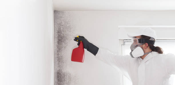 Best Black Mold Removal  in Grapevine, TX