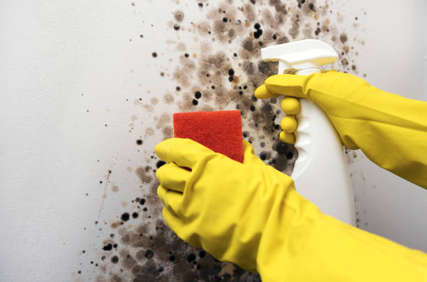 Best Toxic Mold Removal  in Grapevine, TX