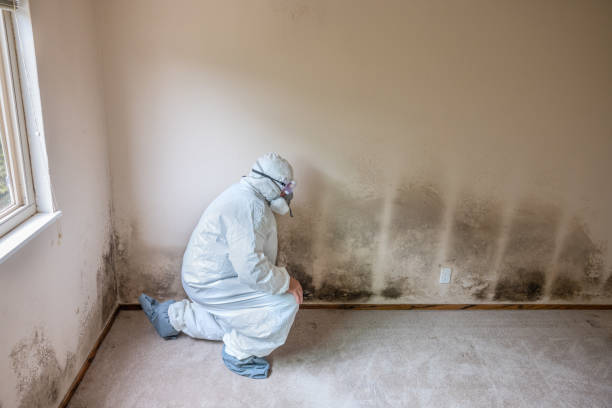 Best Local Mold Removal Service  in Grapevine, TX