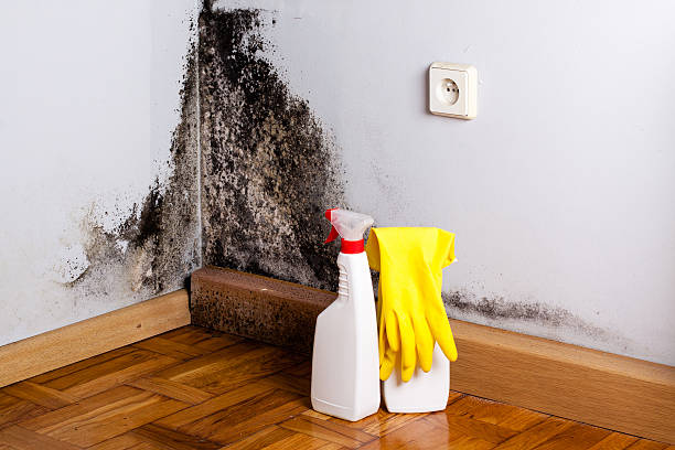 Best Professional Mold Removal  in Grapevine, TX