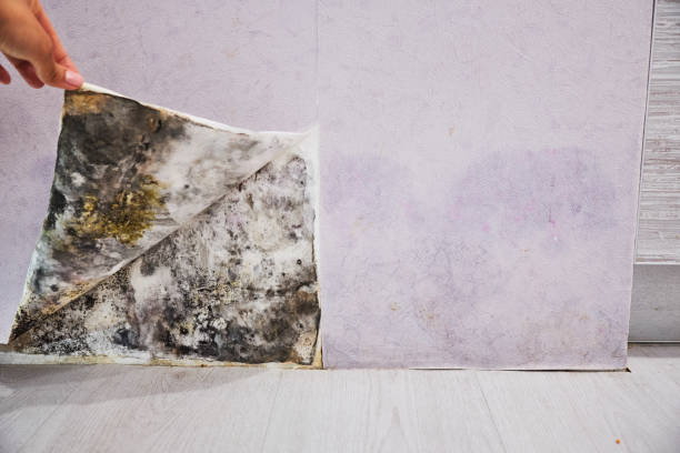 Best Residential Mold Removal  in Grapevine, TX